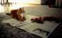 Daily Cat News
